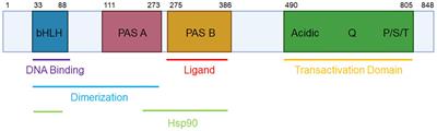 The aryl hydrocarbon receptor as a tumor modulator: mechanisms to therapy